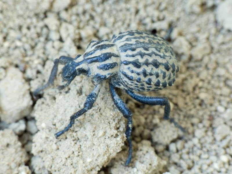 Brachycerus sinuatus Olivier, 1807